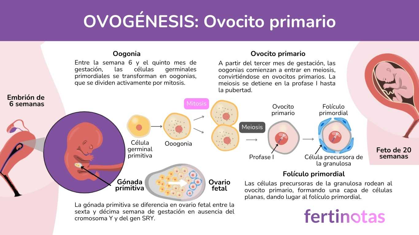 ovogenesis ovocito primario Ovogénesis