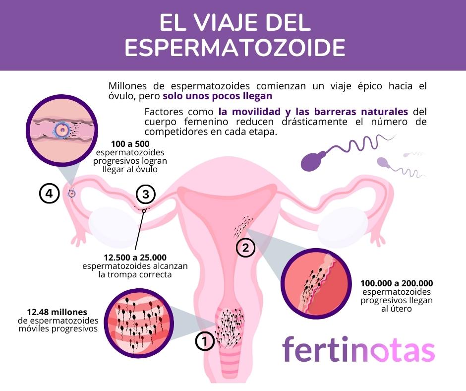 Esoermatozoide viaje hacia el ovulo El viaje del espermatozoide a la fecundación