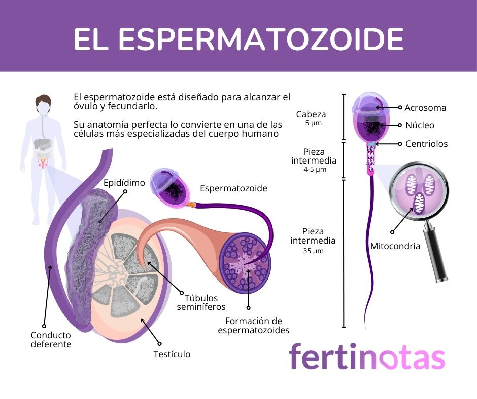 Espermatozoide partes formacion El espermatozoide formación y partes
