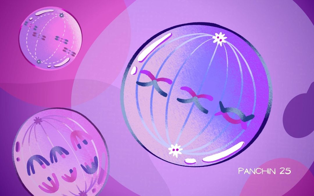 Recombinación genética: cómo se reorganiza el ADN en óvulos y espermatozoides