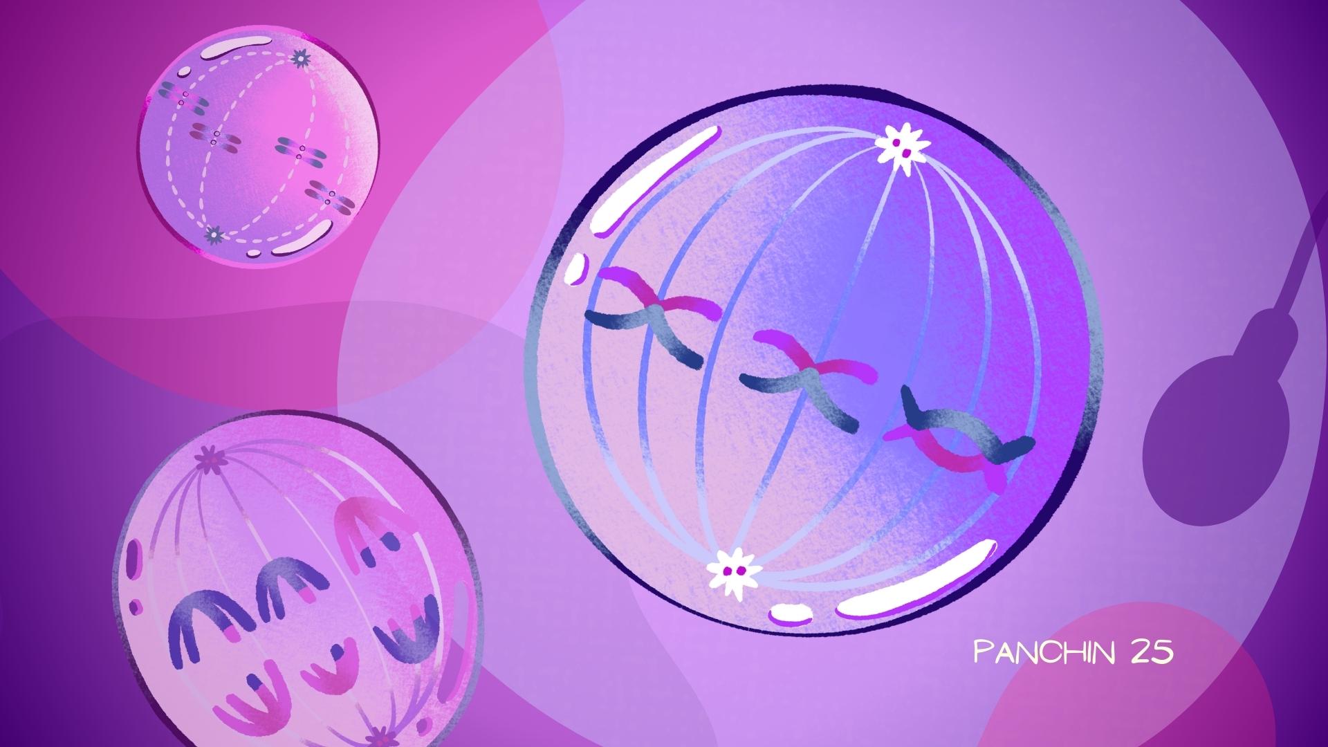 Recombinación genética ovulos espermatozoides Recombinación genética ovulo espermatozoide