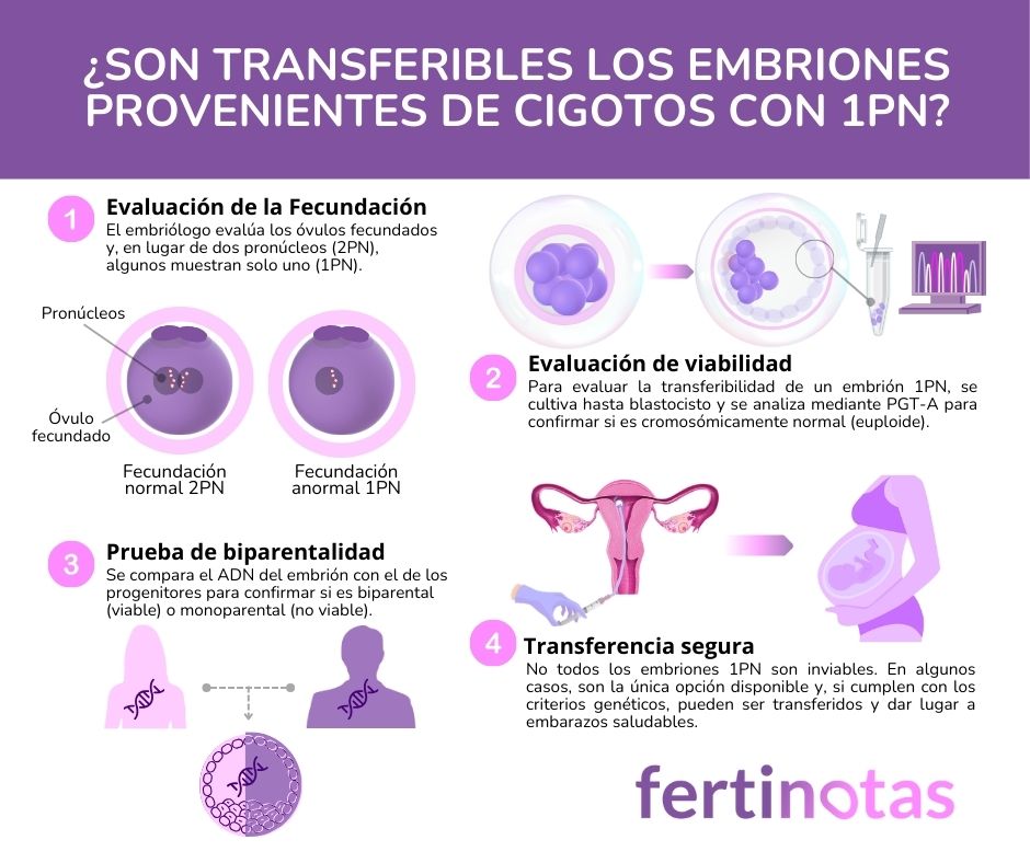 avances reproduccion asistida embriones 1 pronucleo 1 PN Transferencia Embriones Fecundación anormal 1PN