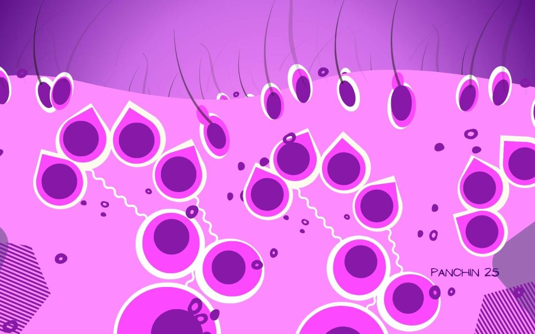 Espermatogénesis: cómo se producen los espermatozoides