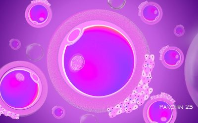 Óvulo: la célula clave en la fertilidad femenina