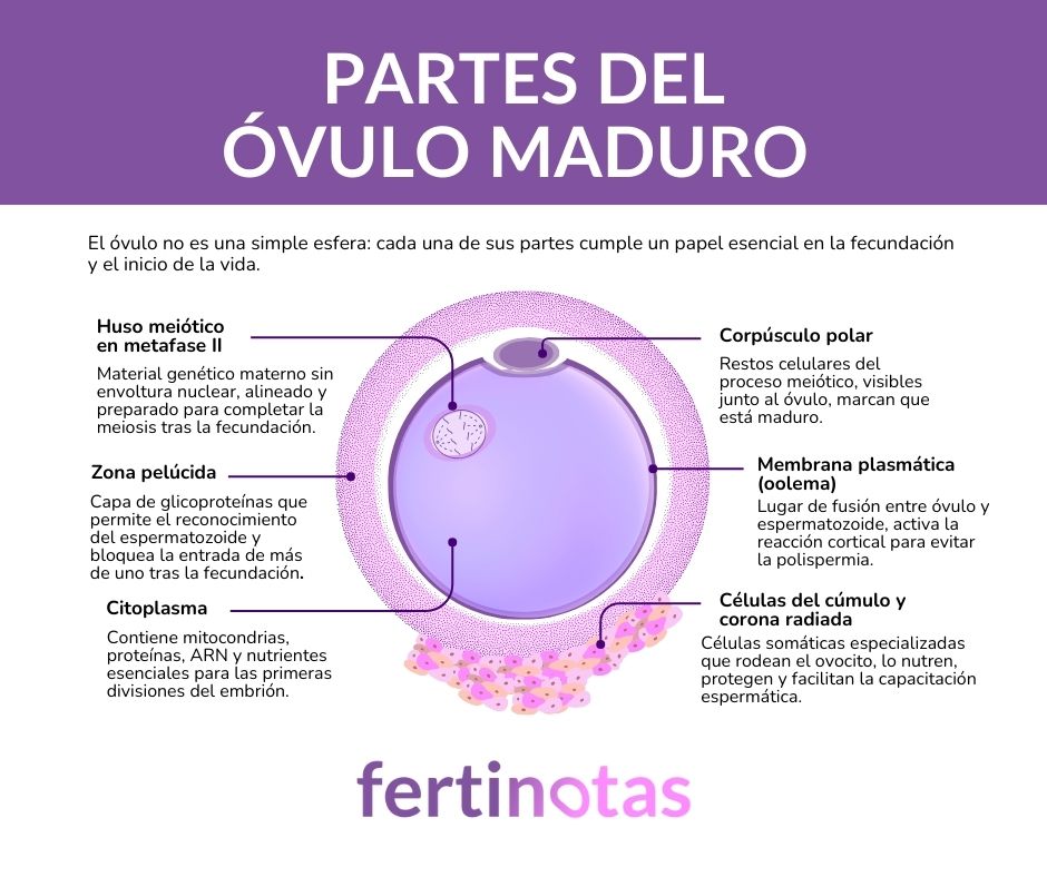 Ovulo: partes del óvulo maduro