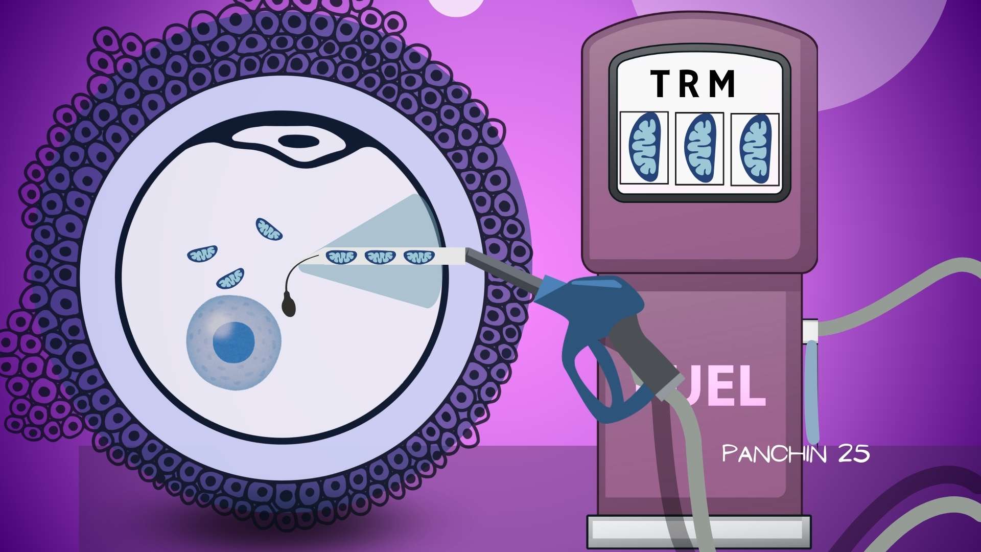 Técnicas de reemplazo mitocondrial en ovulos