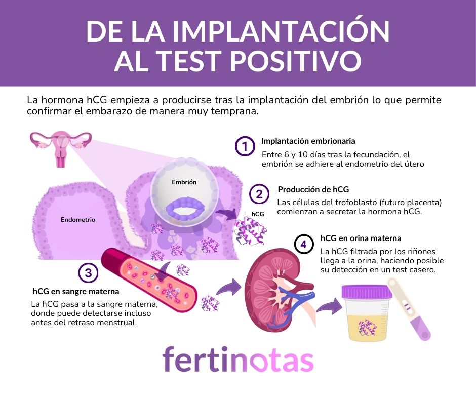 prueba de embarazo positiva