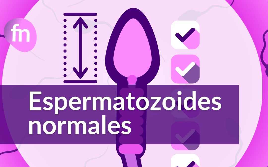 Espermatozoides normales: qué significa realmente y cómo se evalúan