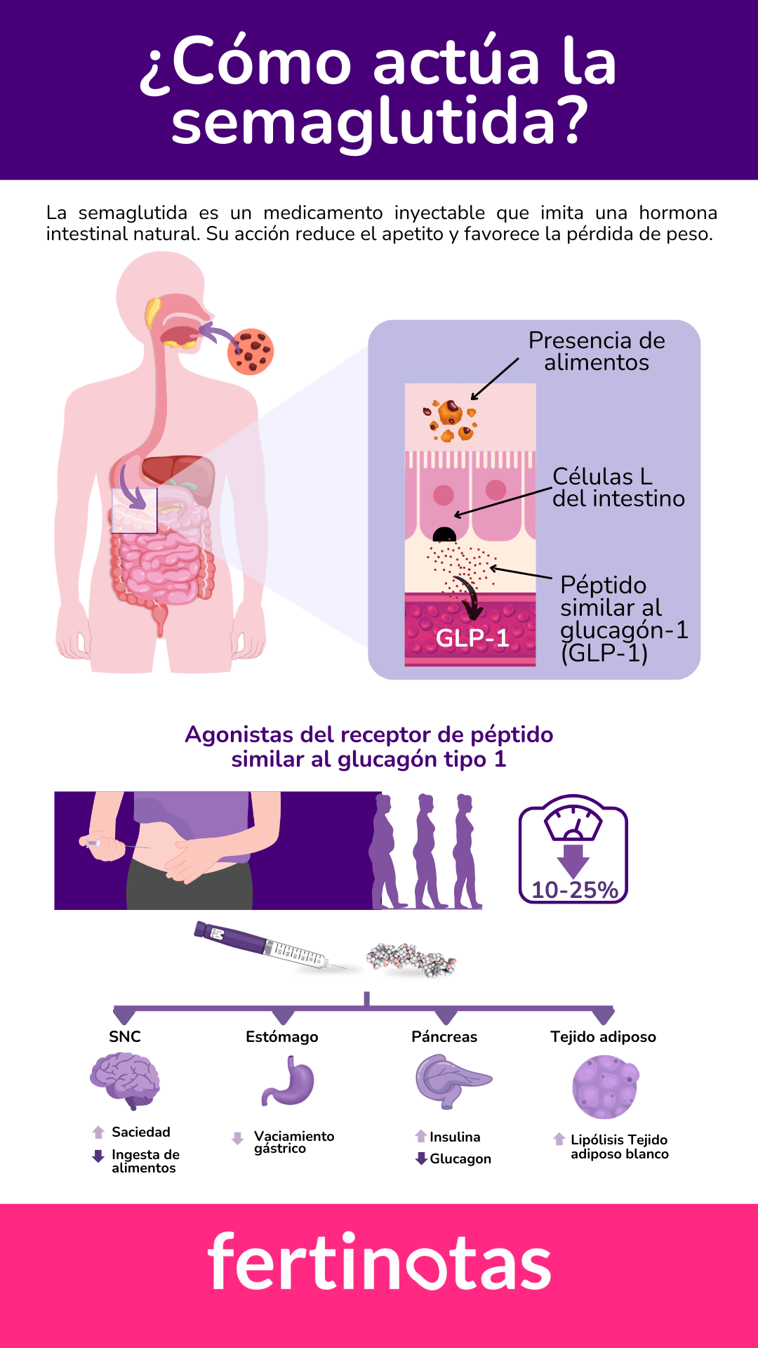 como actua la semaglutuda obesidad pacientes fertilidad Infografía explicativa sobre el uso de agonistas GLP-1 como semaglutida, su mecanismo de acción y posibles efectos sobre la fertilidad.