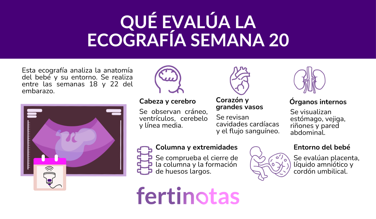 Infografía sobre lo que analiza la ecografía morfológica en la semana 20 del embarazo: cabeza, órganos, corazón, placenta y cordón.