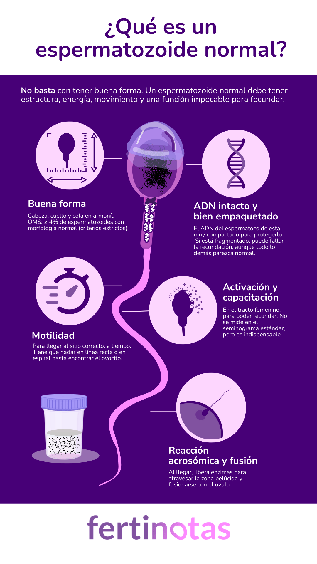 espermatozoides normales caracteristicas Infografía educativa sobre las características que debe tener un espermatozoide normal para fecundar.</p>
<p>