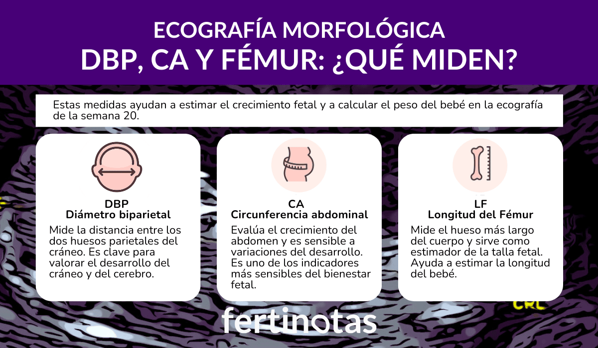 Infografía que explica las tres mediciones clave en la ecografía de la semana 20: diámetro biparietal (DBP), circunferencia abdominal (CA) y longitud del fémur (LF).