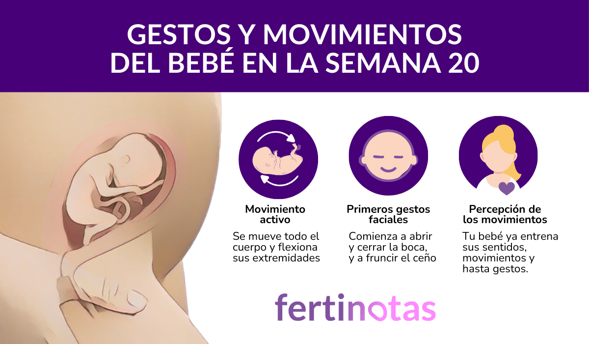 Infografía con imagen realista sobre los movimientos y gestos del bebé en la semana 20 de embarazo, con ecografías y explicaciones.