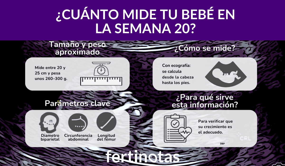 Infografía que muestra cuánto mide un bebé en la semana 20 de embarazo, con peso aproximado y parámetros ecográficos como DBP, CA y longitud del fémur.
