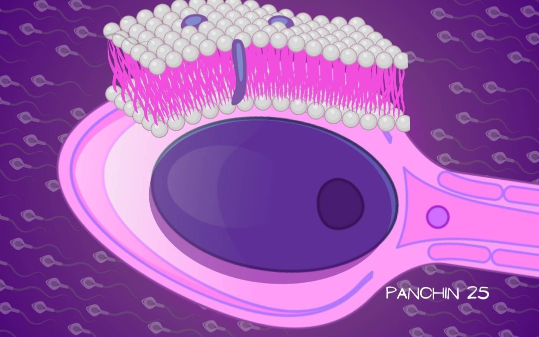 ¿Qué son las balsas lipídicas y cómo influyen en la fertilidad masculina?