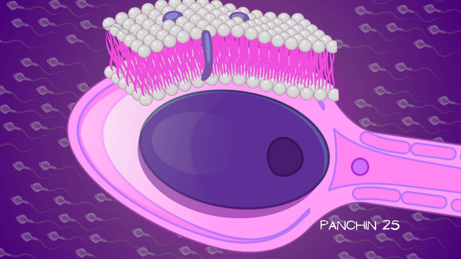 balsas lipidicas espermatozoides fertilidad Detalle de las membranas en la cabeza del espermatozoide humano.