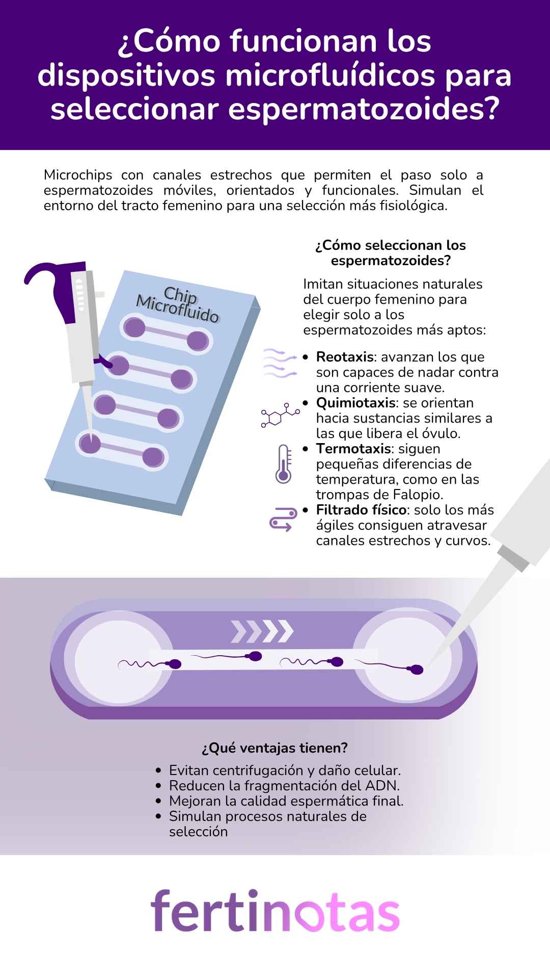como funcionan los dispositivos microfluidos Infografía que explica cómo los dispositivos microfluídicos seleccionan espermatozoides mediante reotaxis, quimiotaxis, termotaxis y filtrado