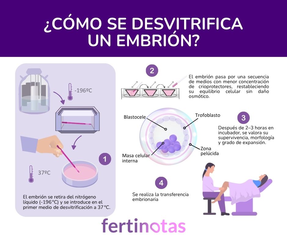 como se desvitrifica un embrion Infografía con las fases del proceso de desvitrificación de embriones congelados en el laboratorio