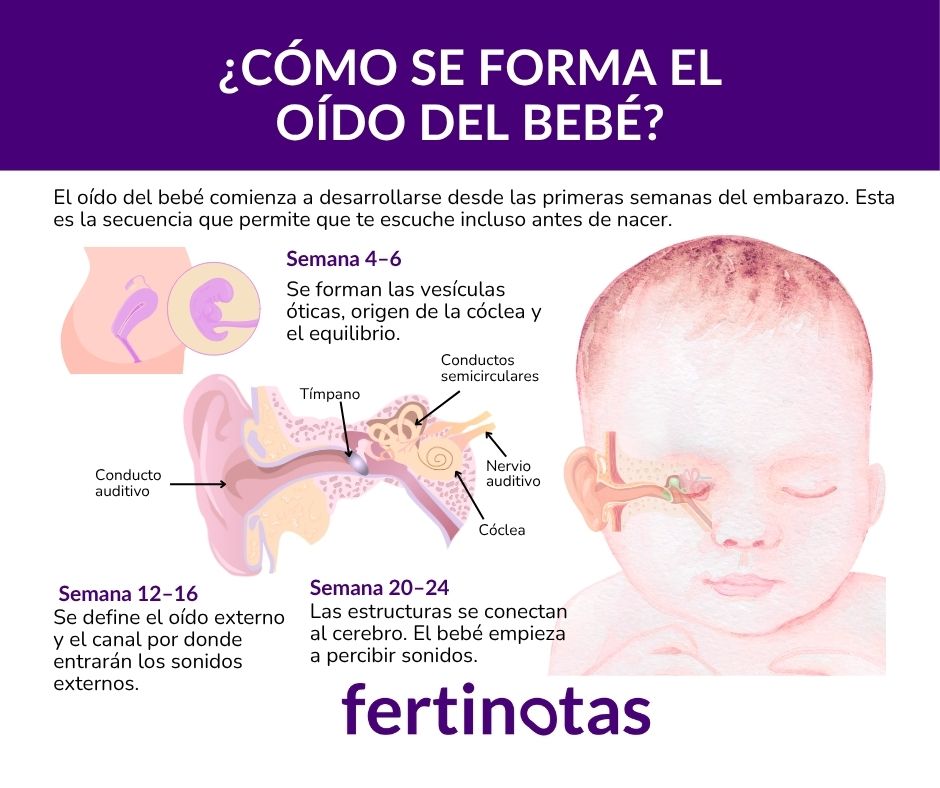 cómo se forma el oido del bebe Etapas realistas del desarrollo del oído fetal entre semanas 4 y 24.