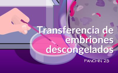 Transferencia de embriones congelados: qué implica y cómo se hace