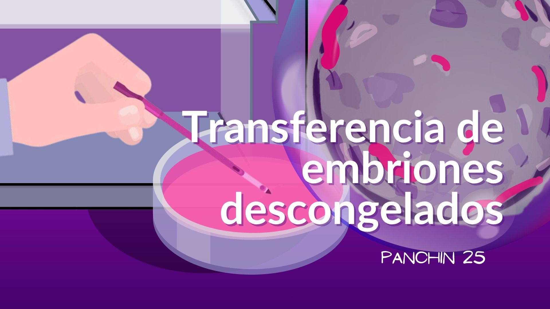 transferencia de embriones congelados Embriologo realizando la desvitrificación de un embrión vitrificado antes de su transferencia