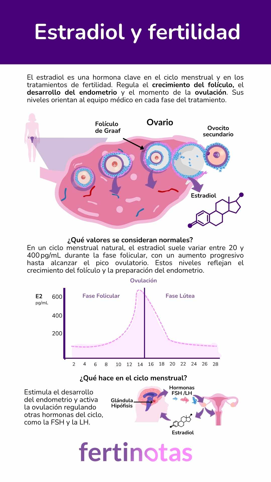 Infografía médica sobre el estradiol: función hormonal, niveles normales y utilidad en tratamientos de fertilidad como la FIV.