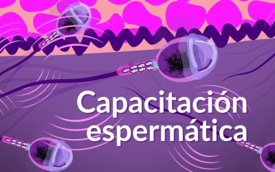 Capacitación espermática: clave para la fecundación