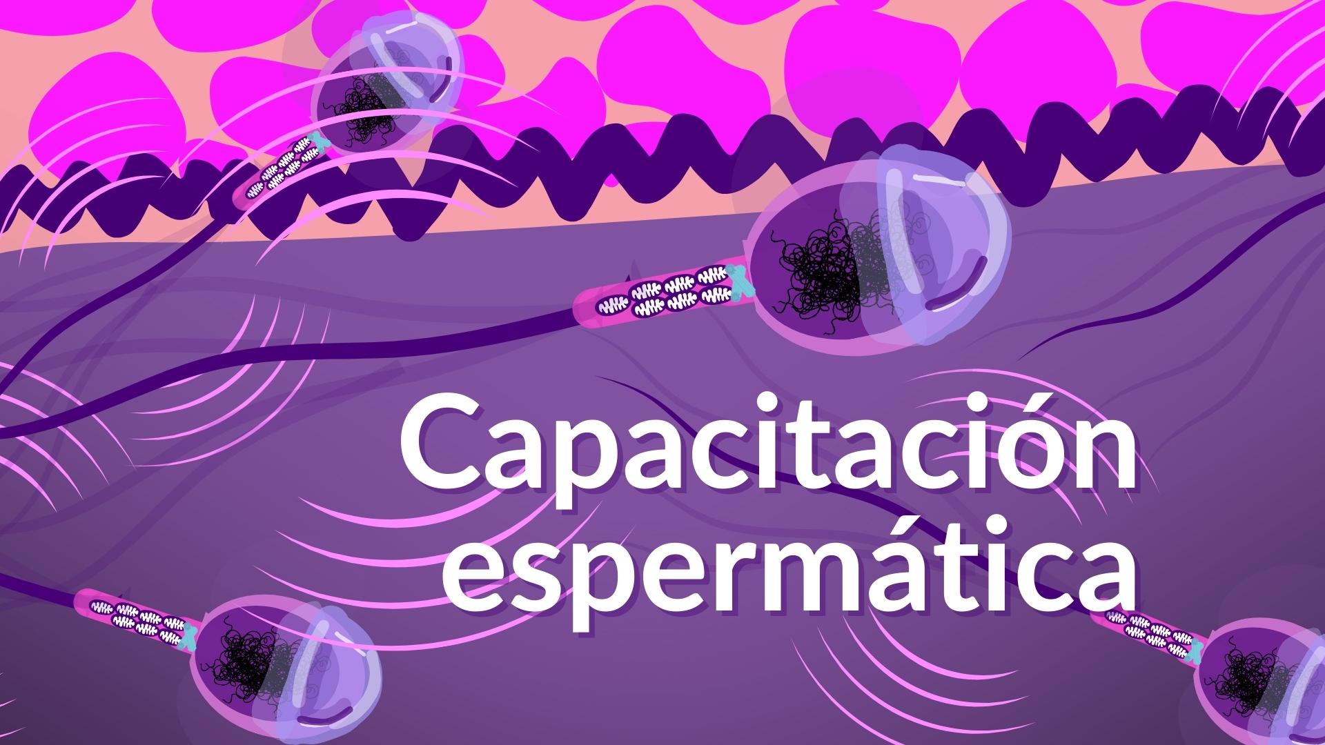 capacitacion de espermatozoides Espermatozoides hiperactivados avanzando por el útero hacia el óvulo durante la capacitación espermática.