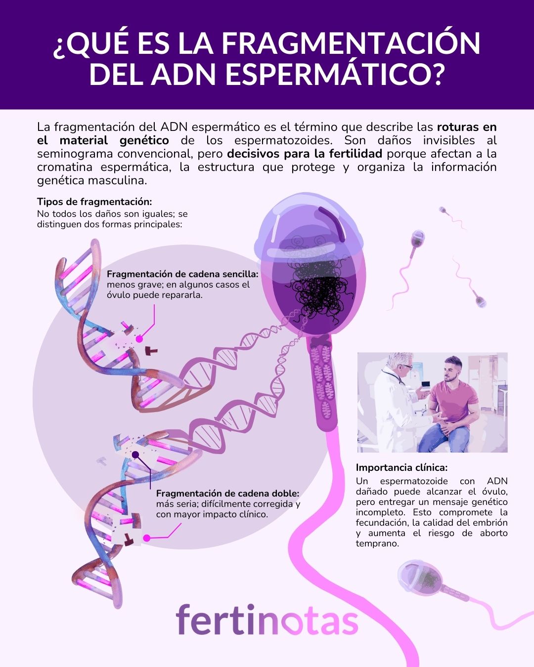 que es la fragmentacion ADN espermatozoides Infografía sobre qué es la fragmentación del ADN espermático, con definición, tipos y relevancia clínica.