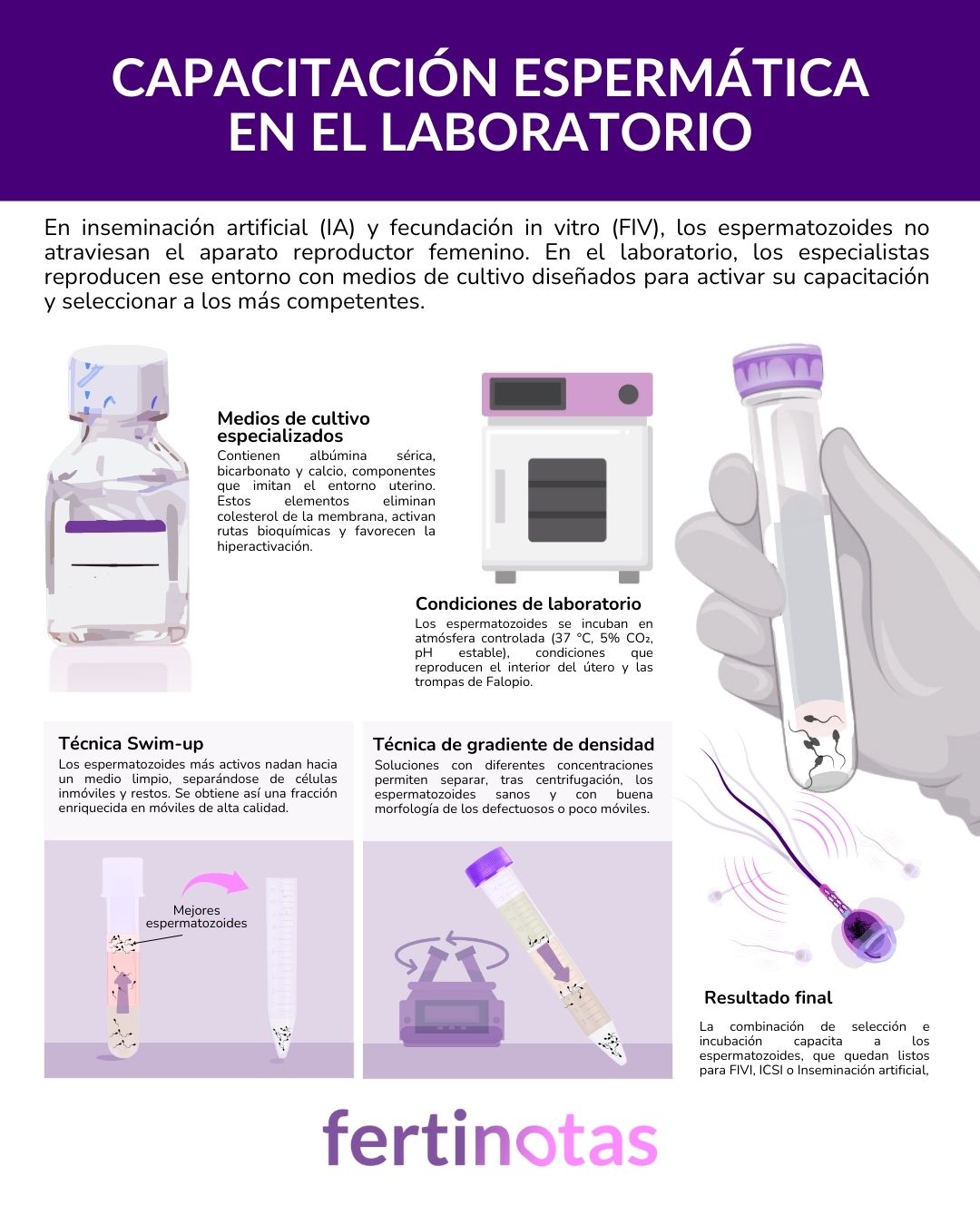 capacitación espermatica fiv Infografía sobre la capacitación espermática en reproducción asistida: medios de cultivo especializados, incubación en condiciones controladas y técnicas de selección de espermatozoides como swim-up y gradiente de densidad.