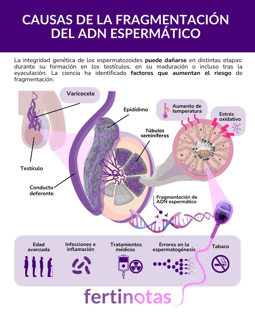 causas de fragmentacion de adn espermatozoides Infografía sobre las causas más frecuentes de la fragmentación del ADN espermático: estrés oxidativo, edad paterna avanzada, varicocele, infecciones, tratamientos médicos y errores en la espermatogénesis.
