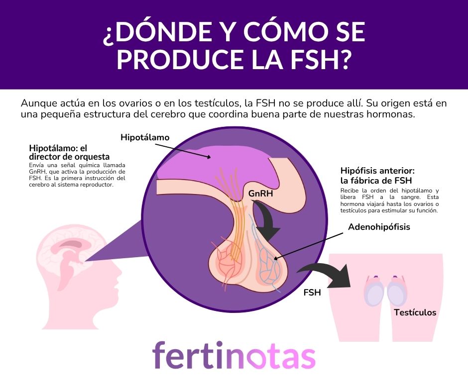 Esquema del eje hormonal que muestra cómo el hipotálamo y la hipófisis producen la FSH, y cómo esta hormona actúa sobre ovarios y testículos.