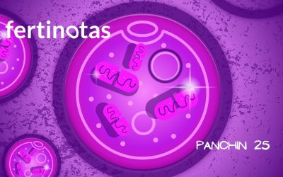 Ovocitos y mitocondrias: estrategias para mejorar su energía y calidad