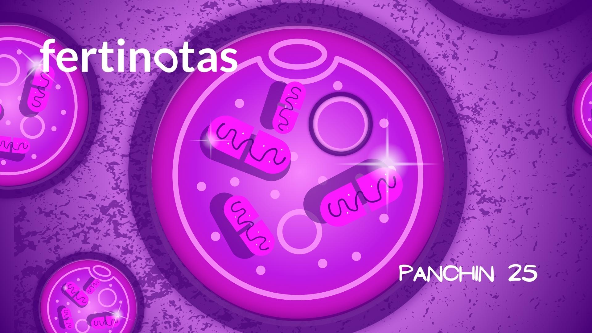 mitocondrias ovocito fertilidad Ovocito maduro con mitocondrias representadas como cápsulas de medicamento