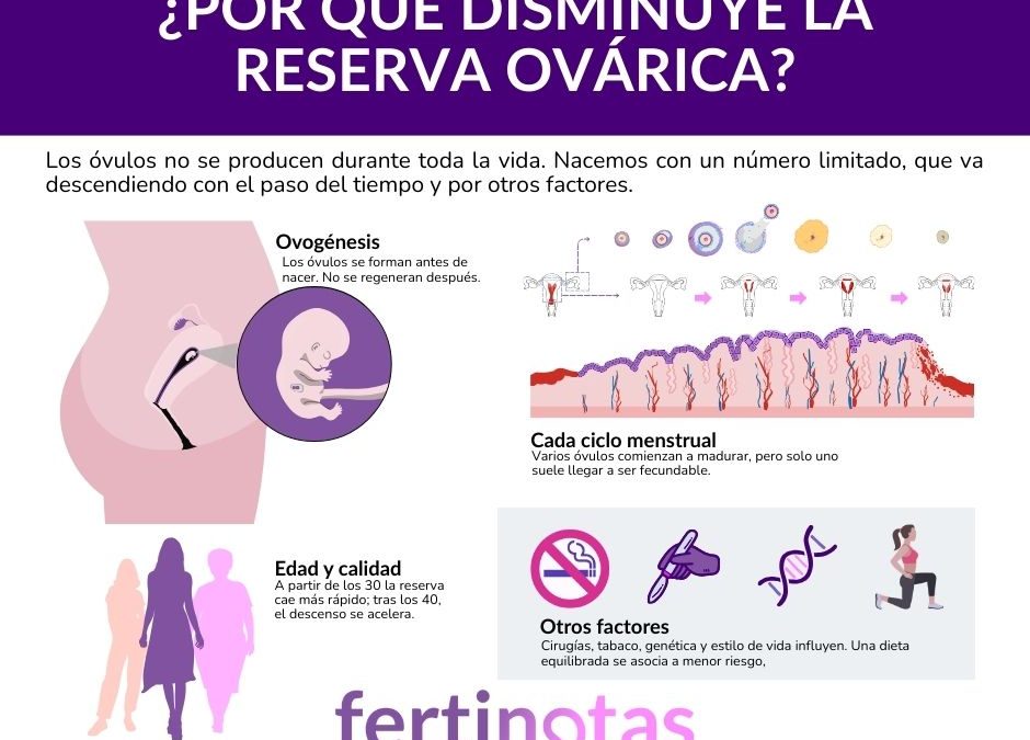 Reserva ovárica disminuida: qué es, cómo se mide y tratamientos