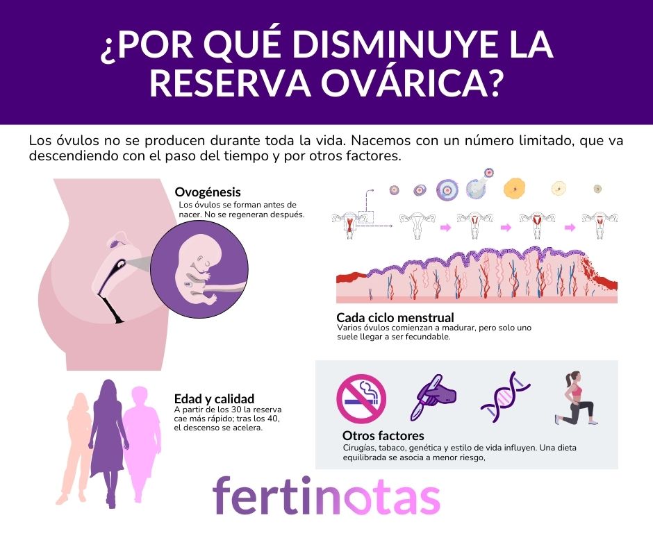 Infografía que explica por qué baja la reserva ovárica: ovogénesis, edad, ciclos menstruales y estilo de vida.