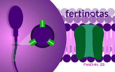 Proteína α4 y capacitación espermática: clave en la motilidad para la fecundación