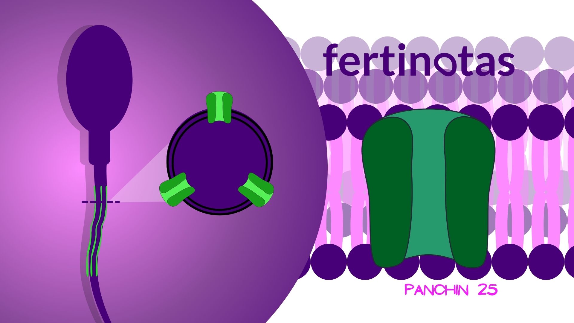 α4 Na⁺, K⁺- ATPasa Espermatozoide con proteína α4 Na⁺,K⁺-ATPasa marcada con fluorescencia durante la capacitación