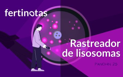 Ovocitos y lisosomas: una clave para entender la fertilidad femenina