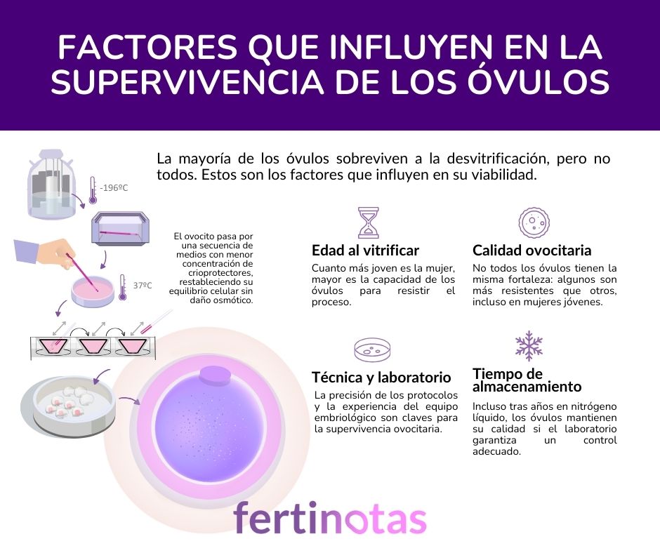 Infografía con los factores que influyen en la supervivencia de los óvulos vitrificados tras la desvitrificación.