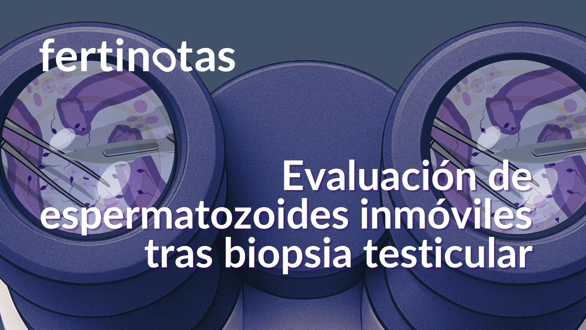 Imagen de una muestra de biopsia testicular observada al microscopio, donde se ven espermatozoides inmóviles mientras se evalúa su viabilidad en el laboratorio.