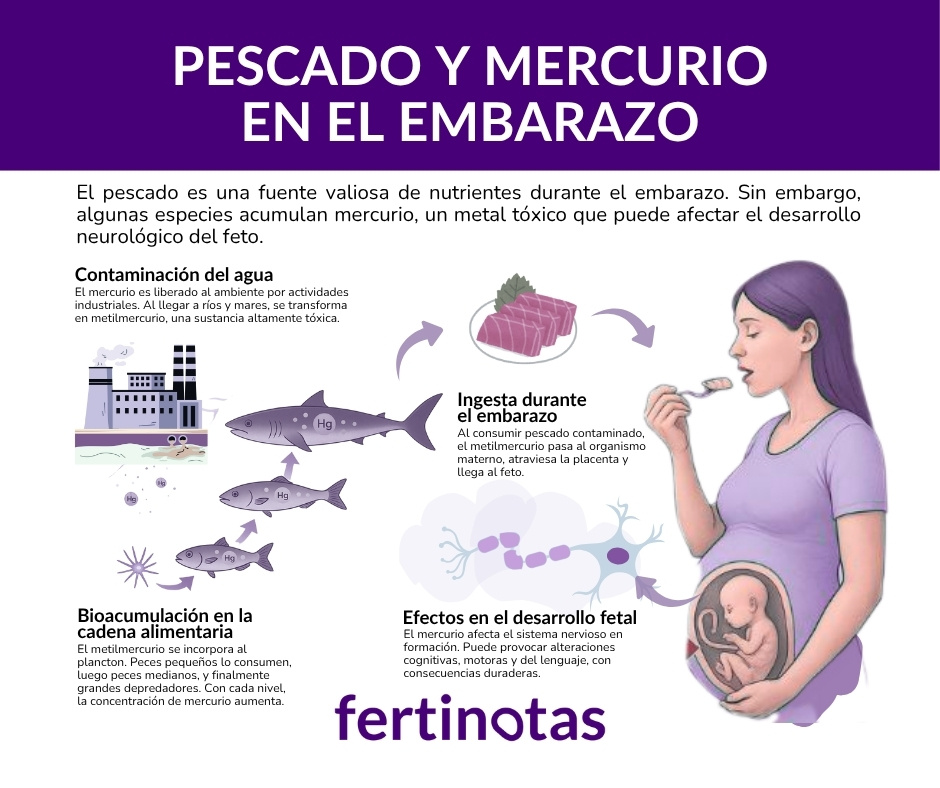 pescado mercurio embarazo salud feto fertinotas Infografía sobre pescado y mercurio en el embarazo: origen del mercurio, cadena trófica, especies a evitar (lista AESAN), raciones seguras (3–4/semana) y consejos de compra/cocción.
