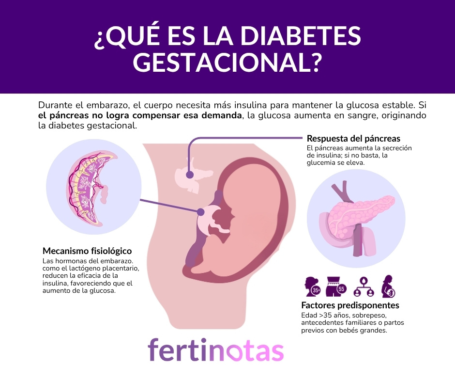 Infografía que explica qué es la diabetes gestacional, cómo afecta la insulina durante el embarazo y qué factores aumentan el riesgo.