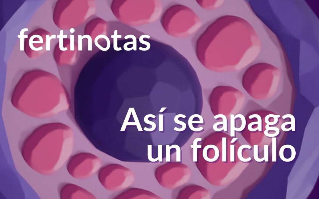 Atresia folicular: por qué muchos folículos no llegan a ovular