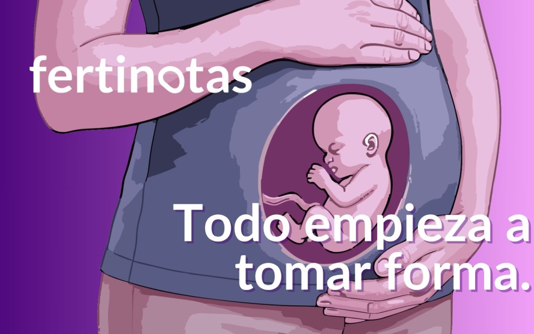 Desarrollo del bebé en el primer trimestre: qué ocurre y cómo se forma