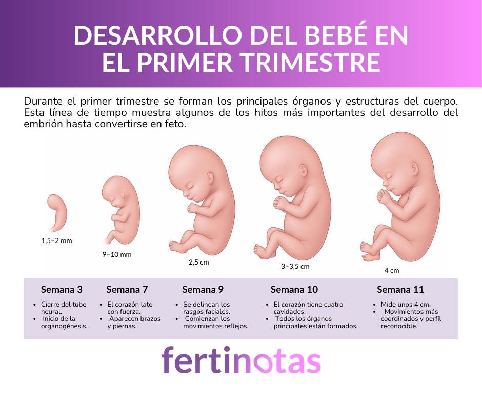 Infografía médica del desarrollo embrionario y fetal durante el primer trimestre del embarazo, con los hitos por semanas.