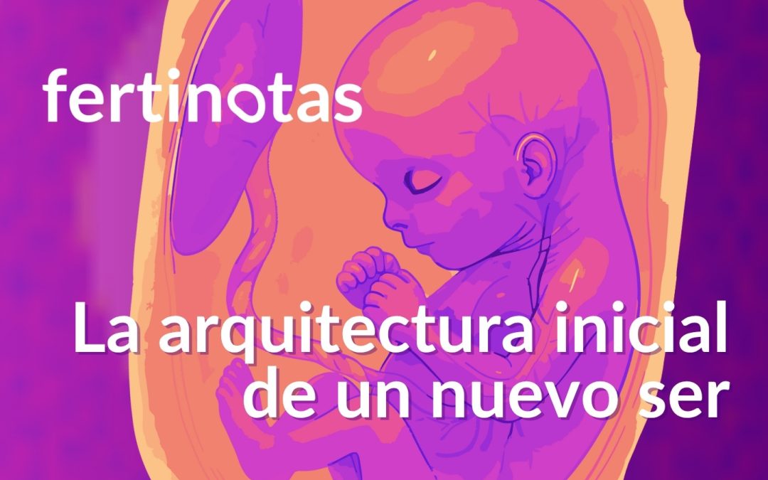 Qué es la organogénesis y cómo se forman los órganos del bebé
