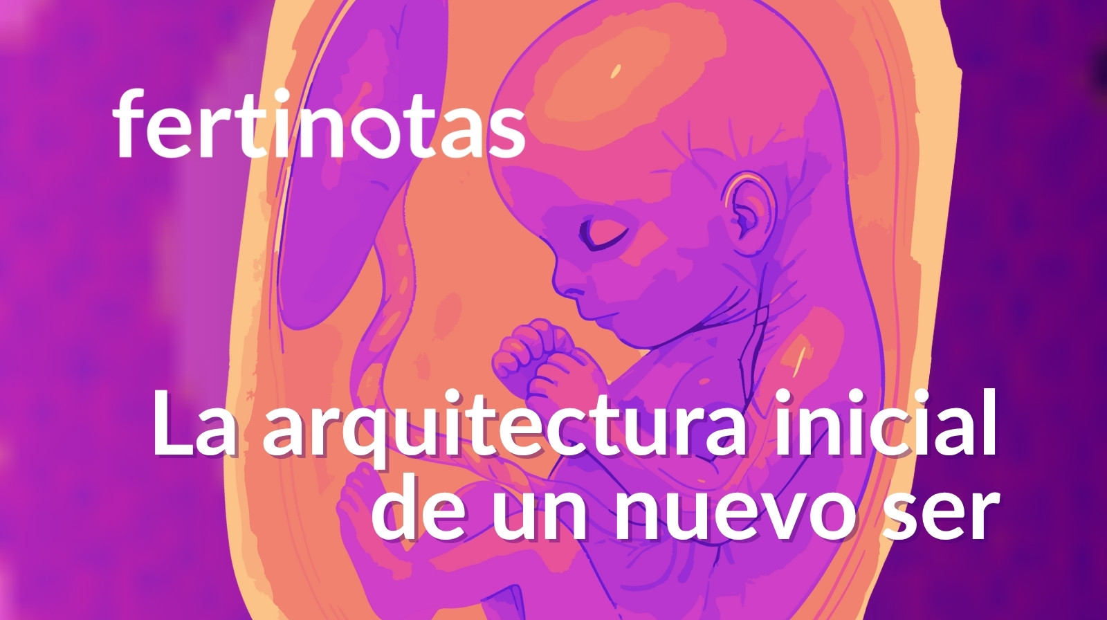Ilustración médica de un embrión humano durante la organogénesis, con estructuras internas visibles y el cordón umbilical en el interior del útero