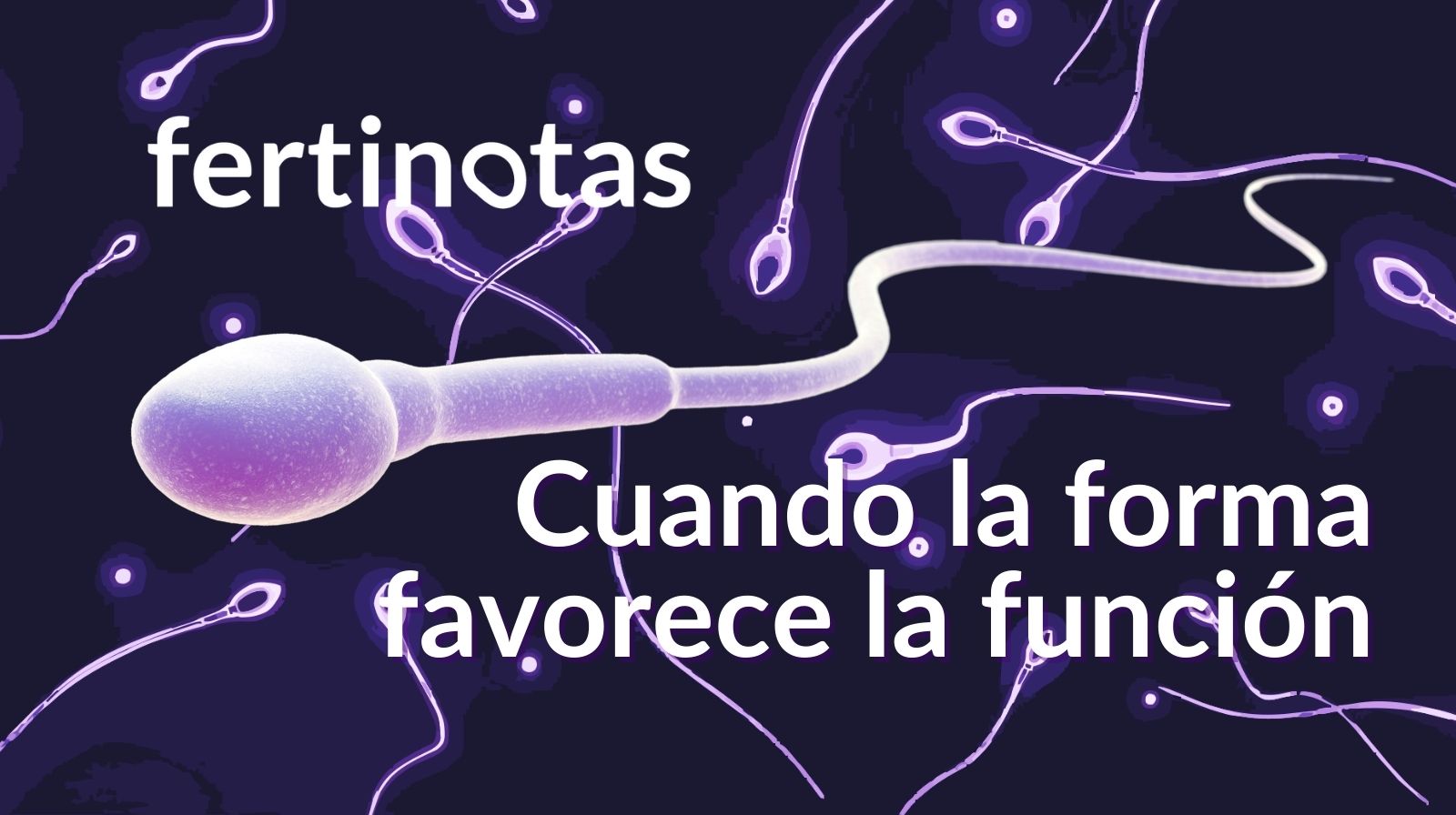 Ilustración de un espermatozoide con morfología normal, asociada a función reproductiva adecuada.