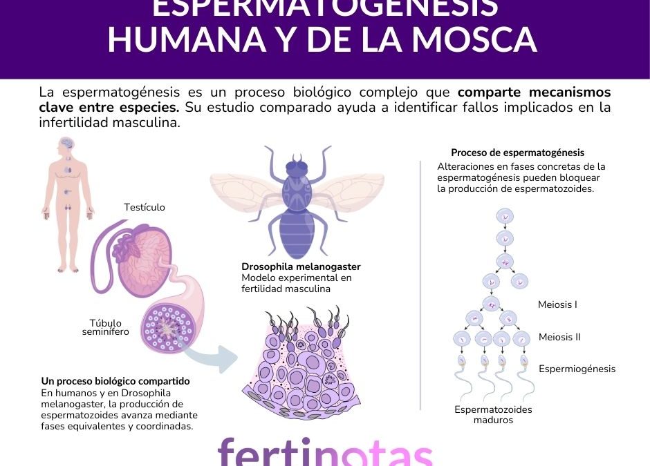 Fertilidad masculina: qué revela la mosca sobre la espermatogénesis